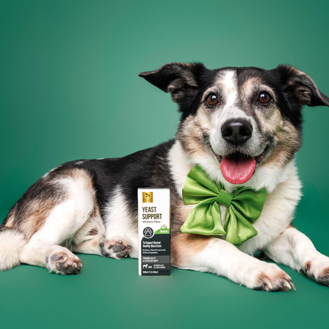 Yeast Support Herbal Tincture For Dogs and Cats I Natural Pet Supplements Natural Pet Supplements Australia